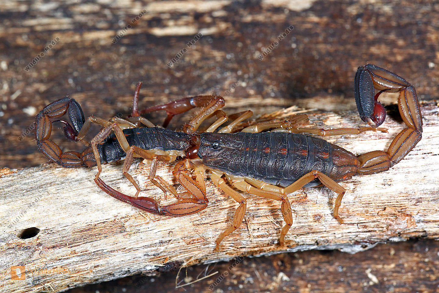 Skorpion limbatus