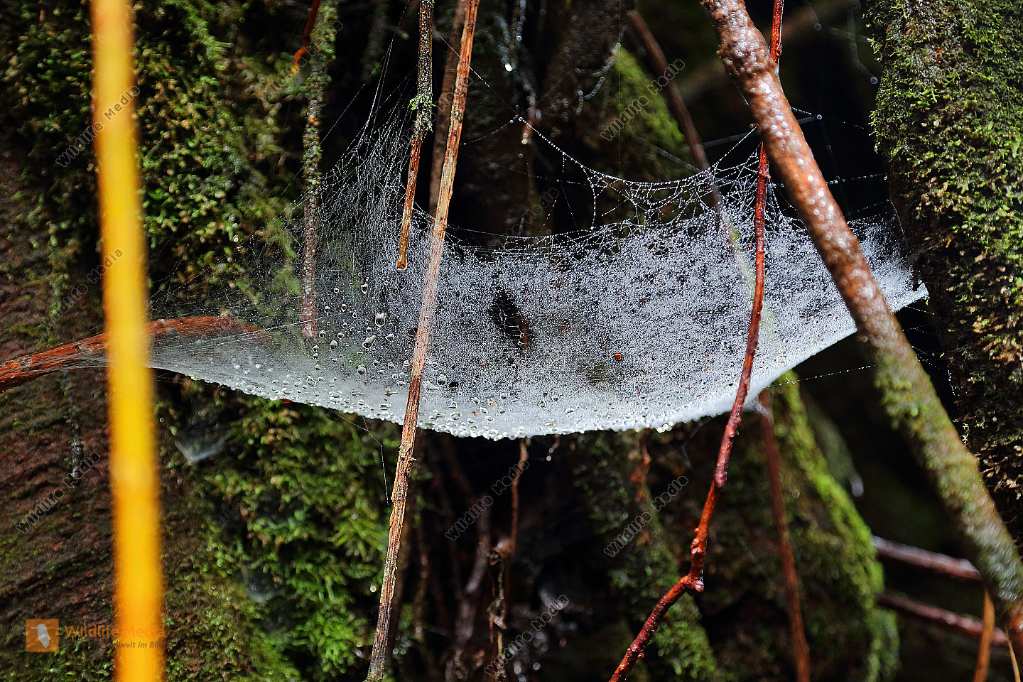 Spinnennetz Costa Rica