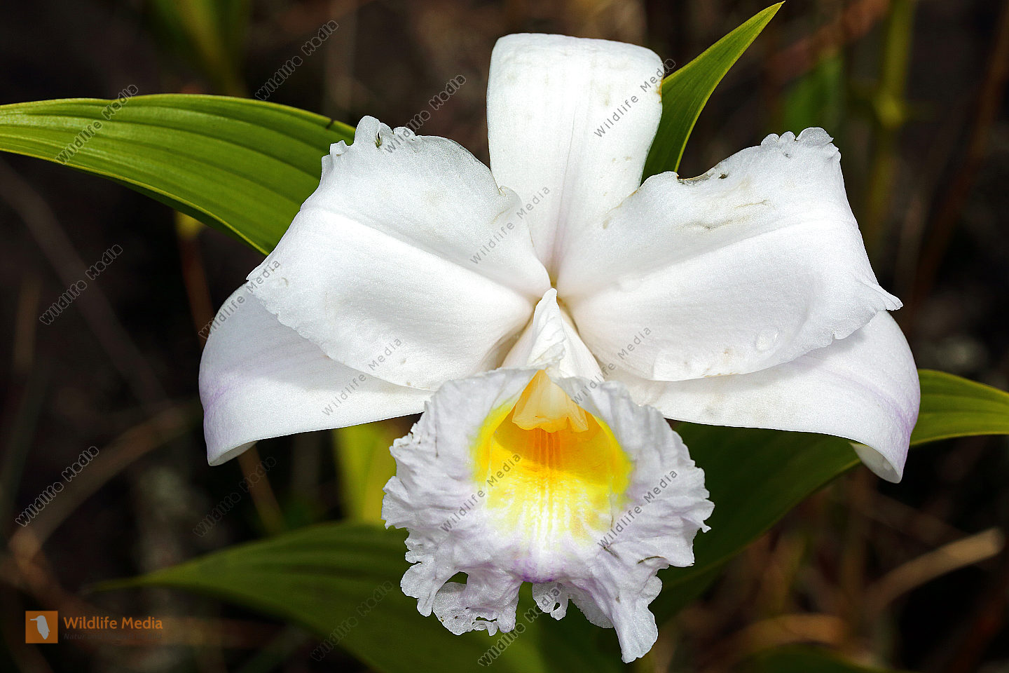 Sobralia-Orchidee