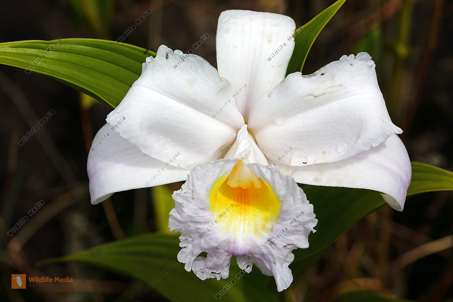 Sobralia-Orchidee