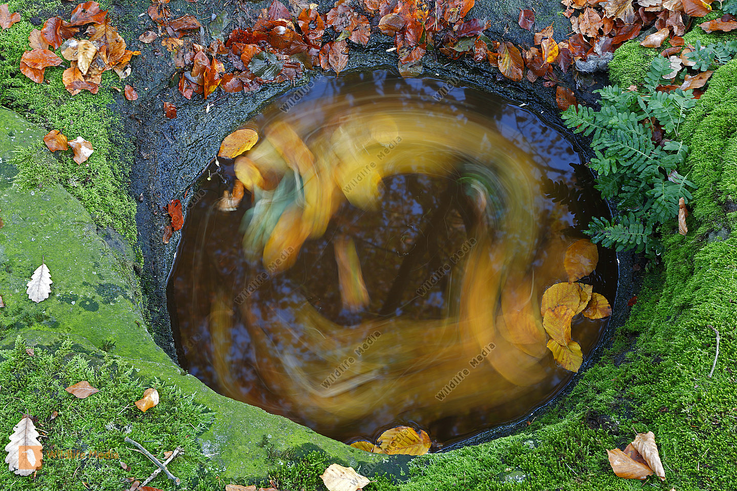 Wasserloch im Fels mit Herbstlaub