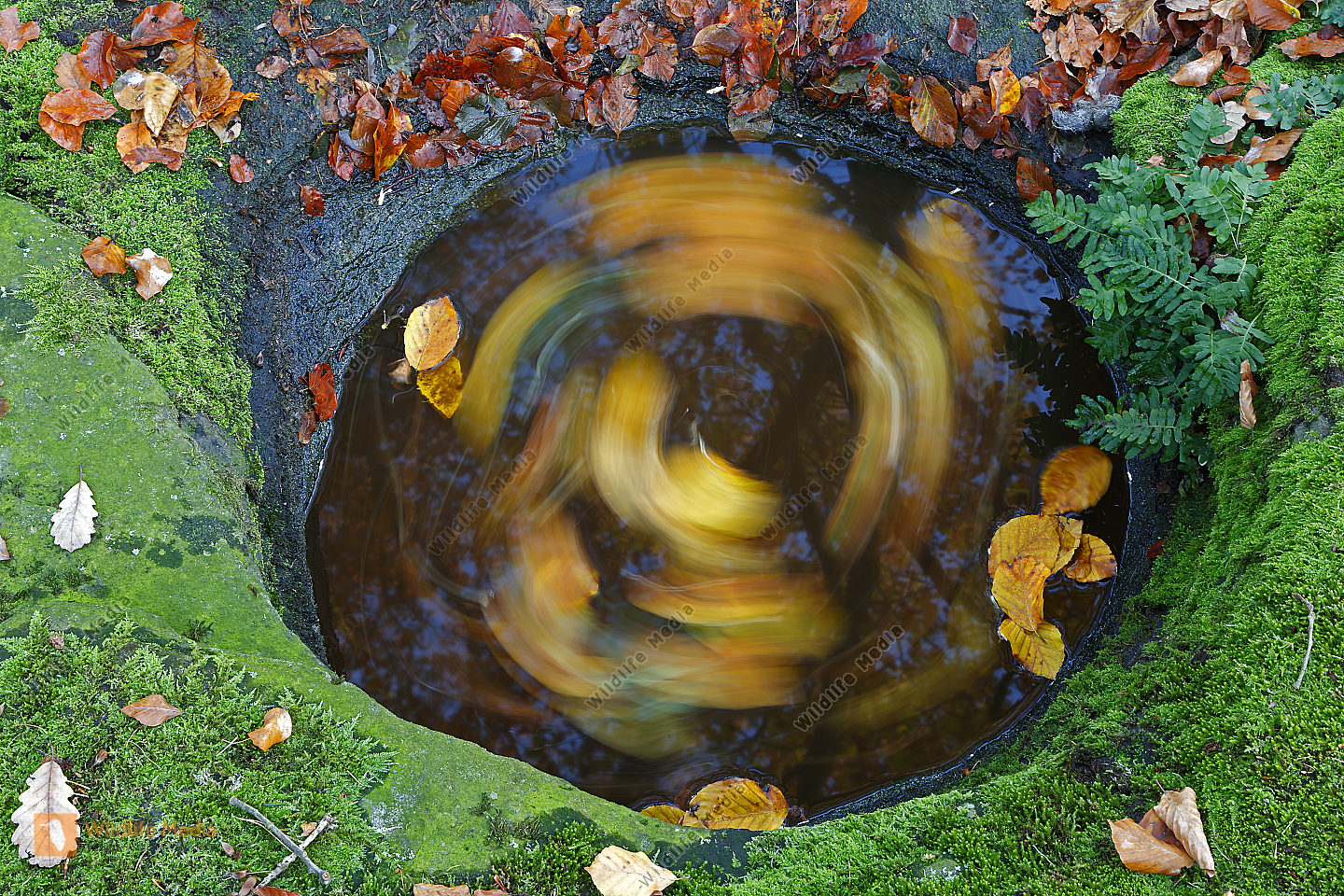 Wasserloch im Fels mit Herbstlaub