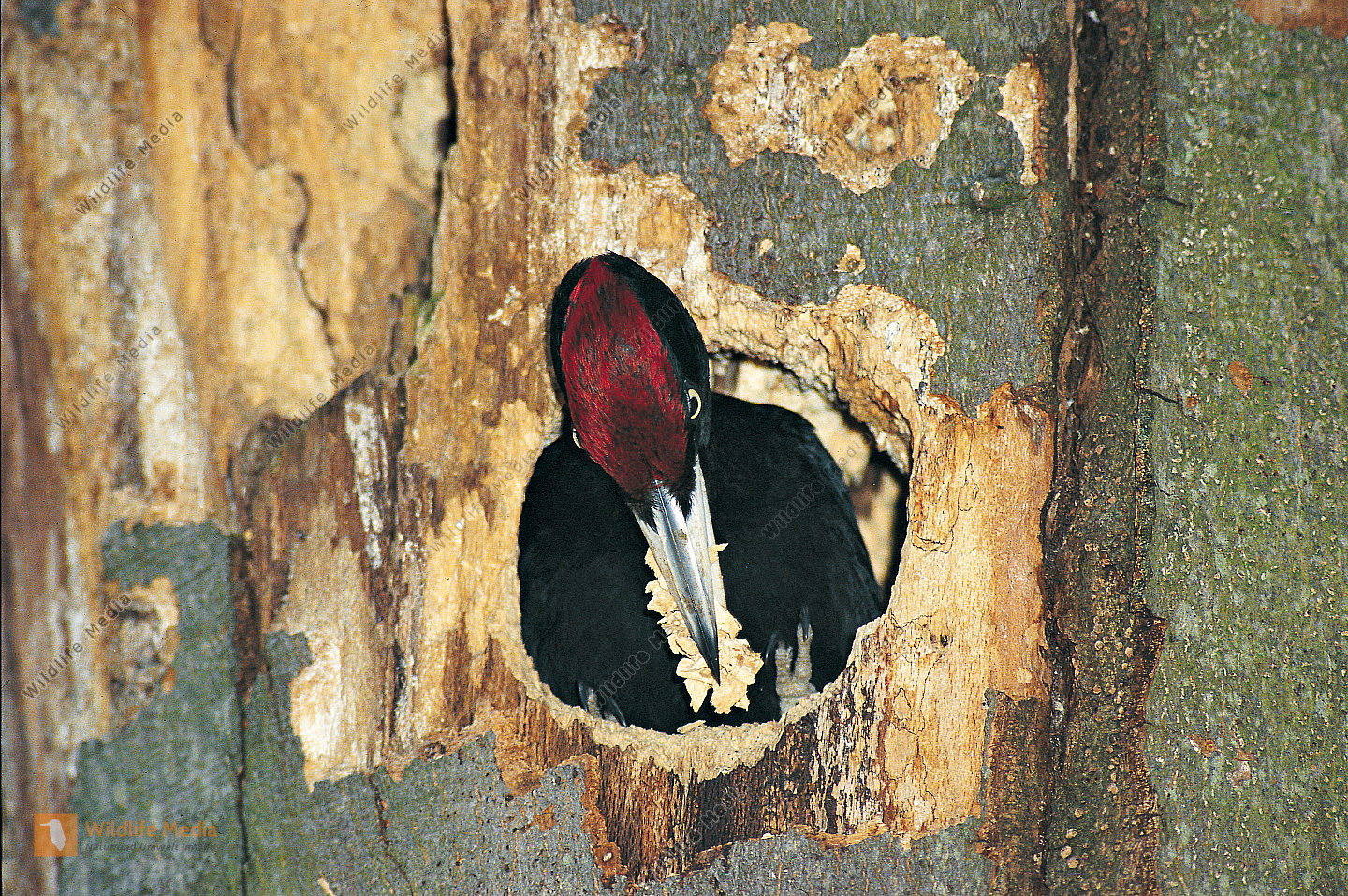 Schwarzspecht Dryocopus martius Männchen wirft Späne aus der Bruthöhle Nestbau