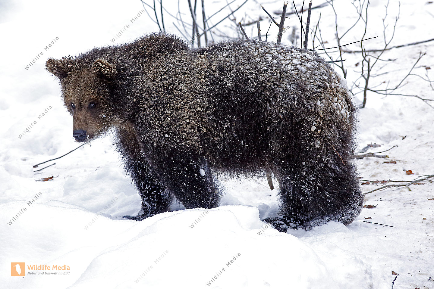 Braunbär im Schnee Bild bestellen - Naturbilder bei Wildlife Media