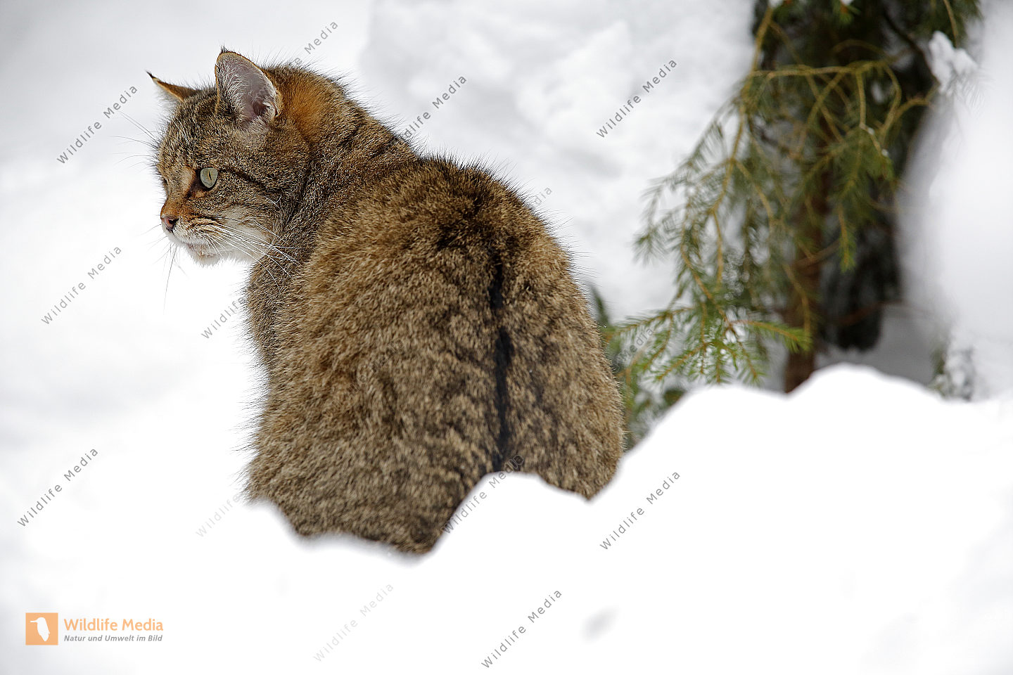 Wildkatze im Schnee Bild bestellen - Naturbilder bei Wildlife Media