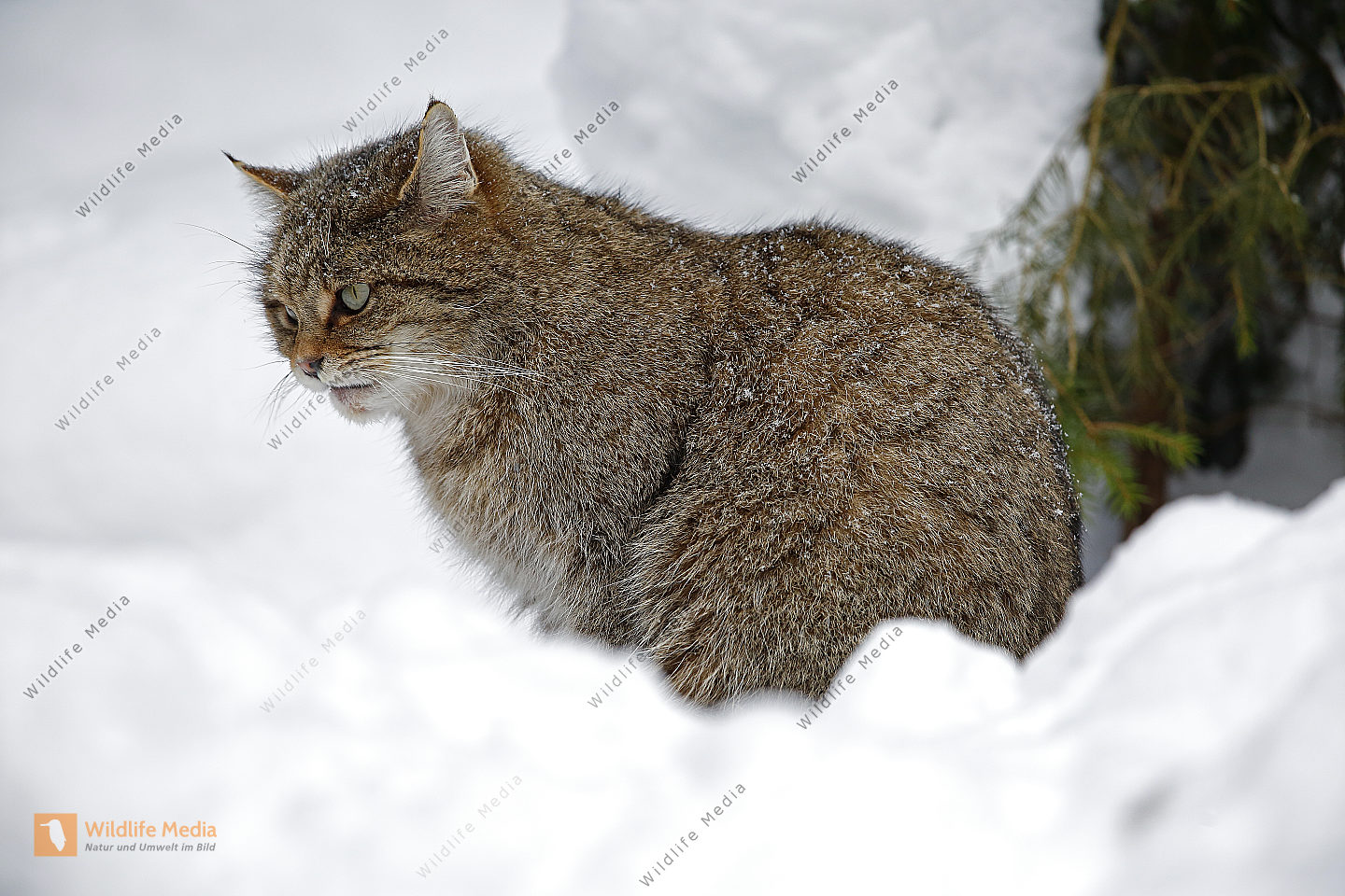 Wildkatze im Schnee Bild bestellen - Naturbilder bei Wildlife Media