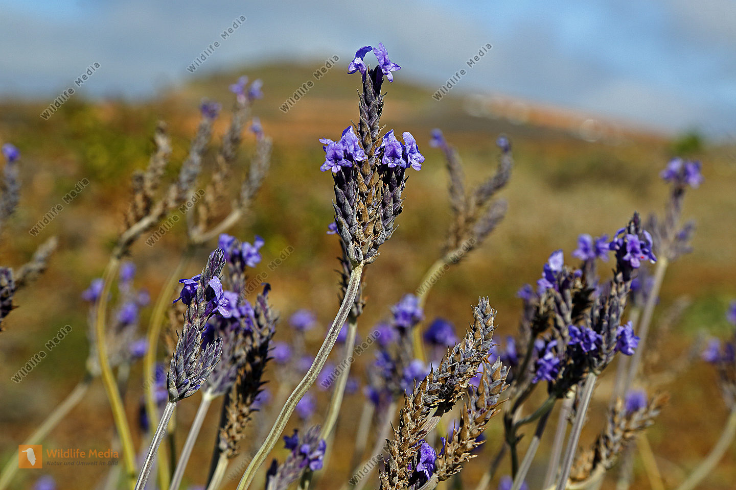 Kanarischer Lavendel