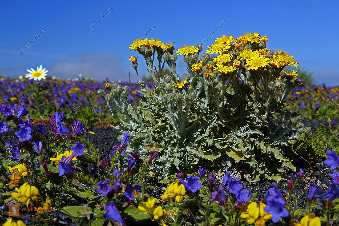 Blumenpracht auf Lanzarote
