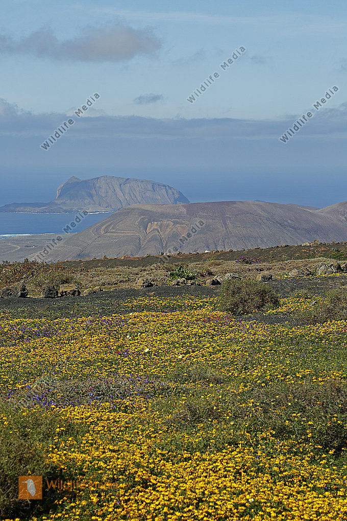 Blumenpracht auf Lanzarote