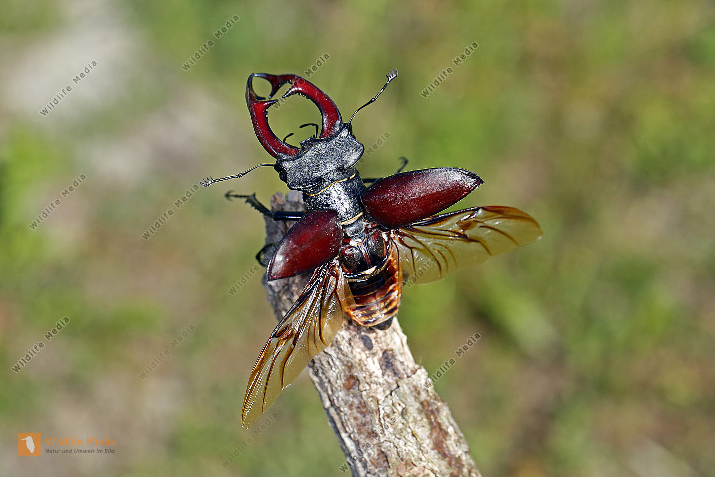 Hirschk fer M nnchen Abfliegend Bild Bestellen Naturbilder Bei 