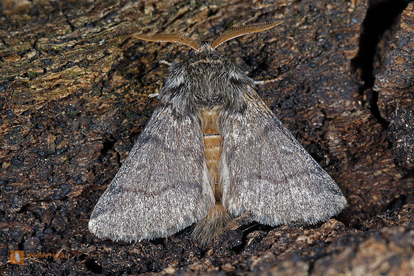 Eichen Prozessionsspinner M nnchen Bild Bestellen Naturbilder Bei 