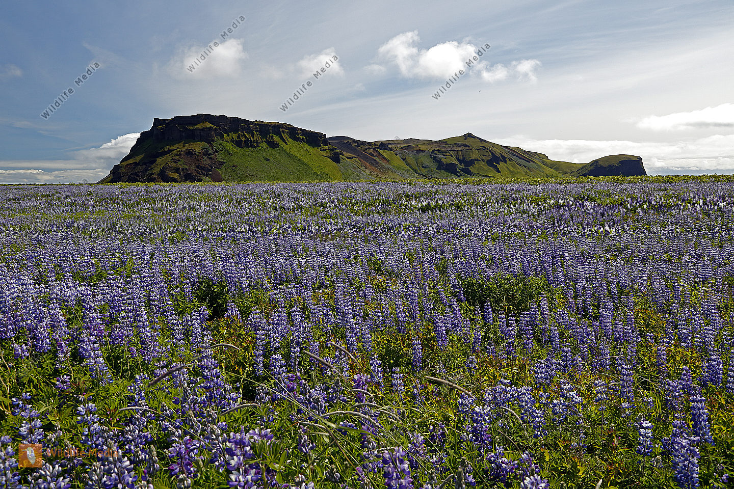 Lupinienfelder in Island