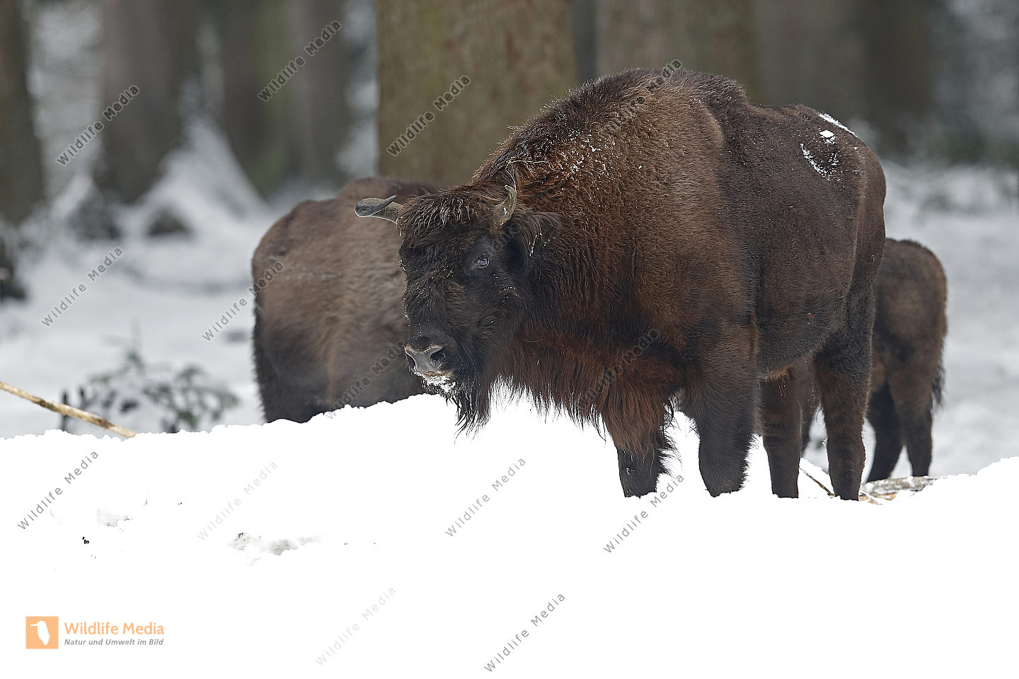 Wisent im Schnee Bild bestellen - Naturbilder bei Wildlife Media