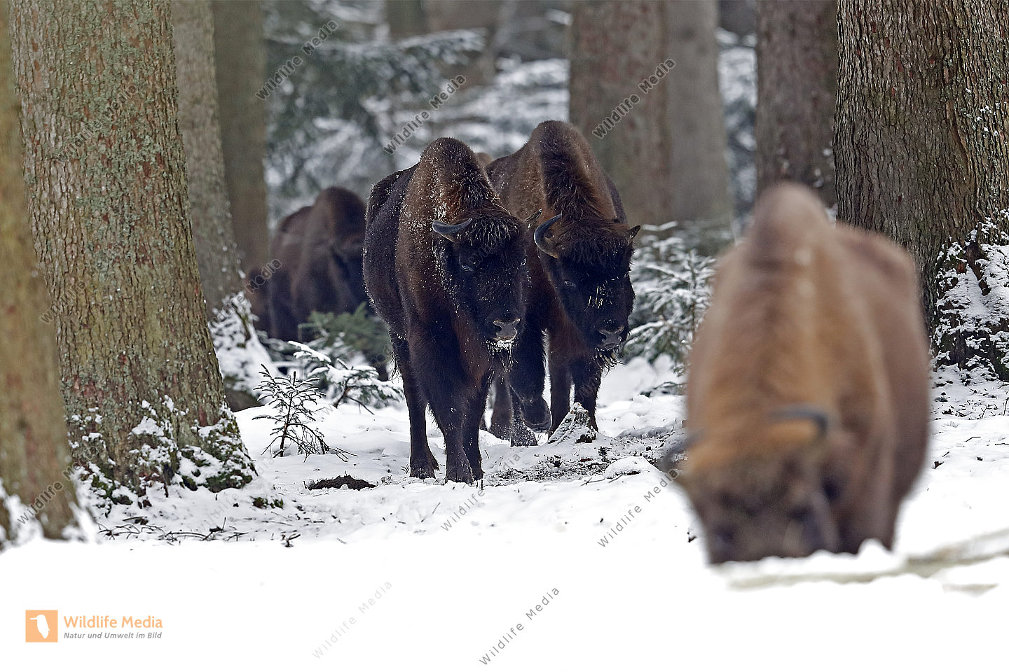 Wisent im Schnee Bild bestellen - Naturbilder bei Wildlife Media