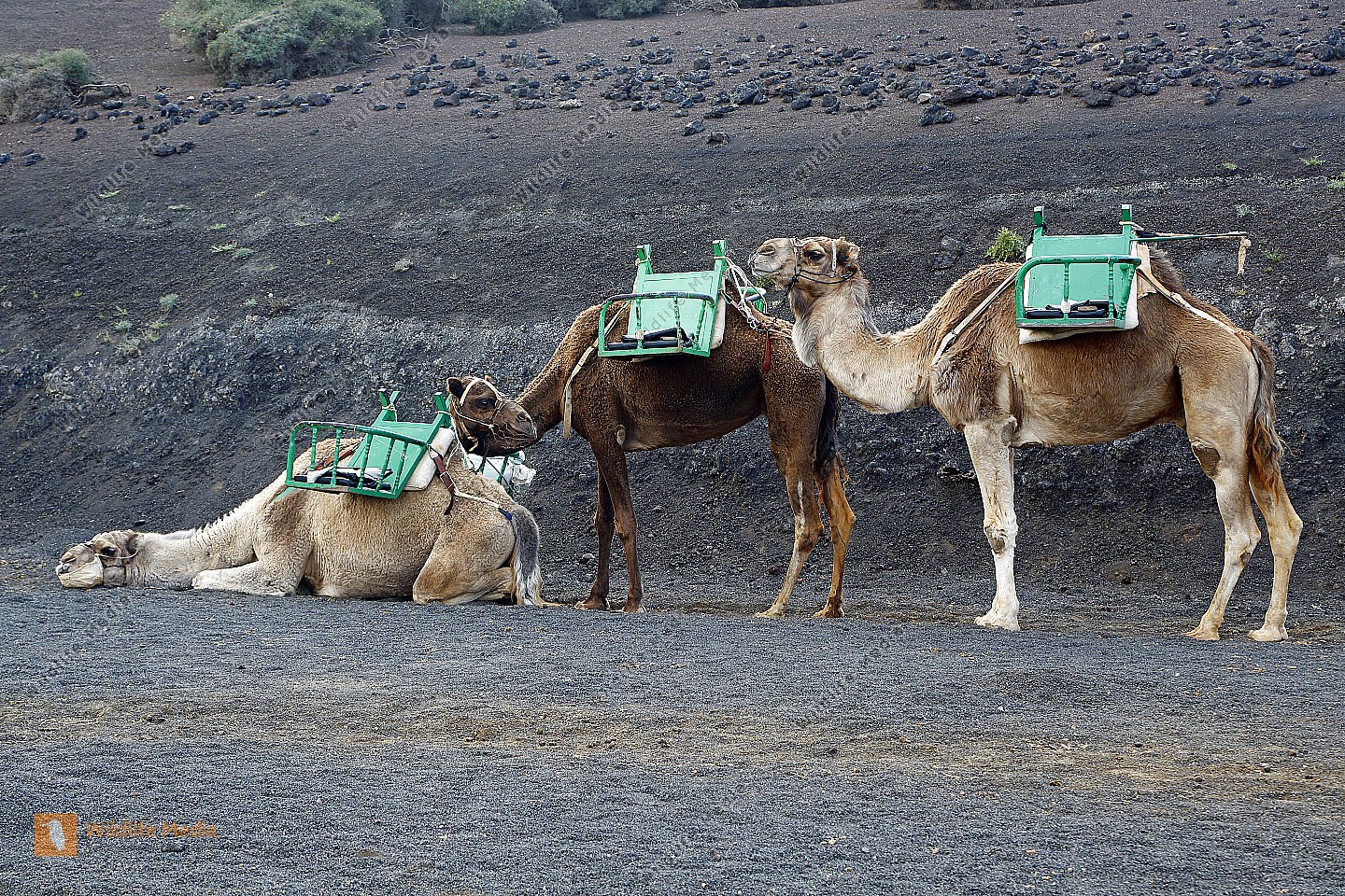 Kamele auf Lanzarote