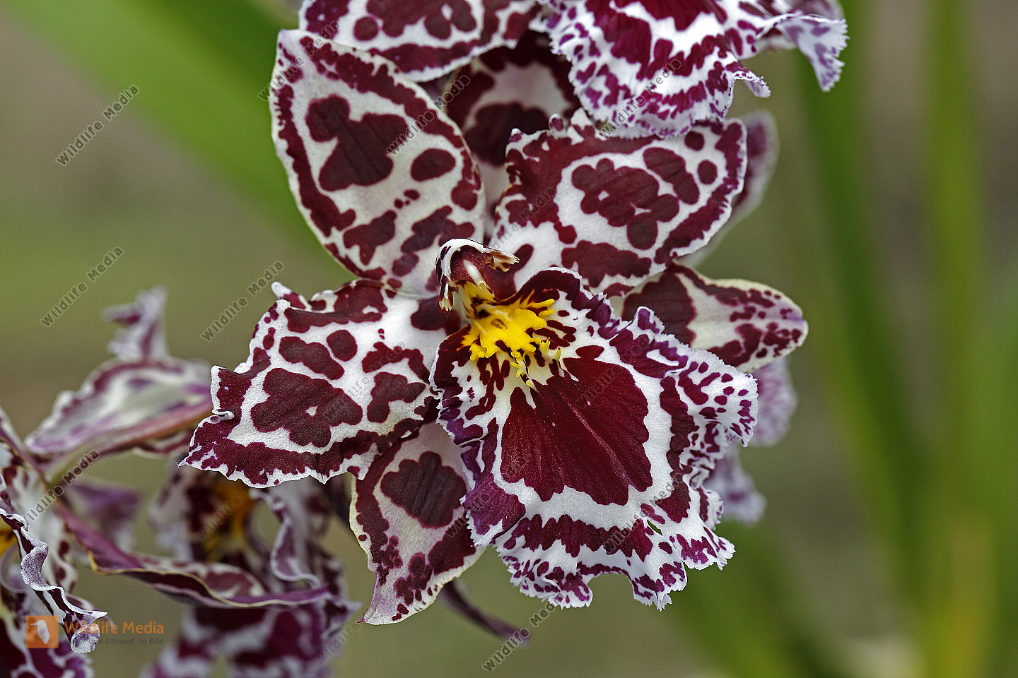 Zimmer Orchidee Odontoglossum