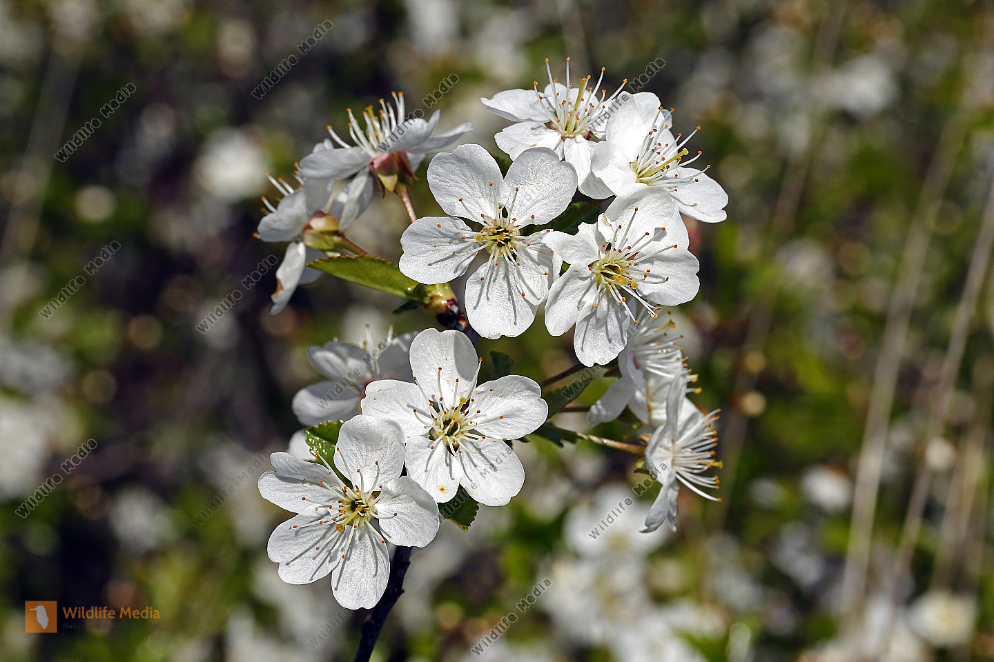 Zwerg-Weichsel Blüte
