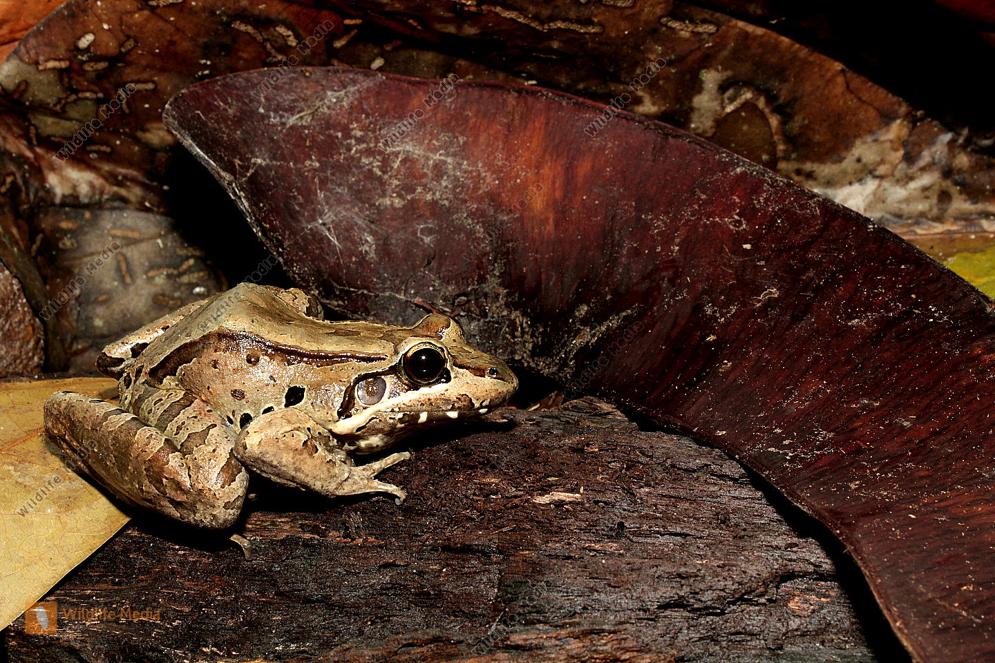 Leptodactylus guyanensis