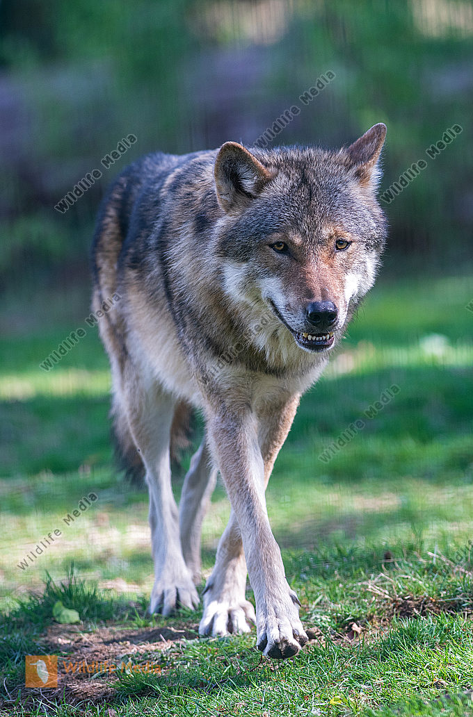 Europäischer Wolf Canis lupus