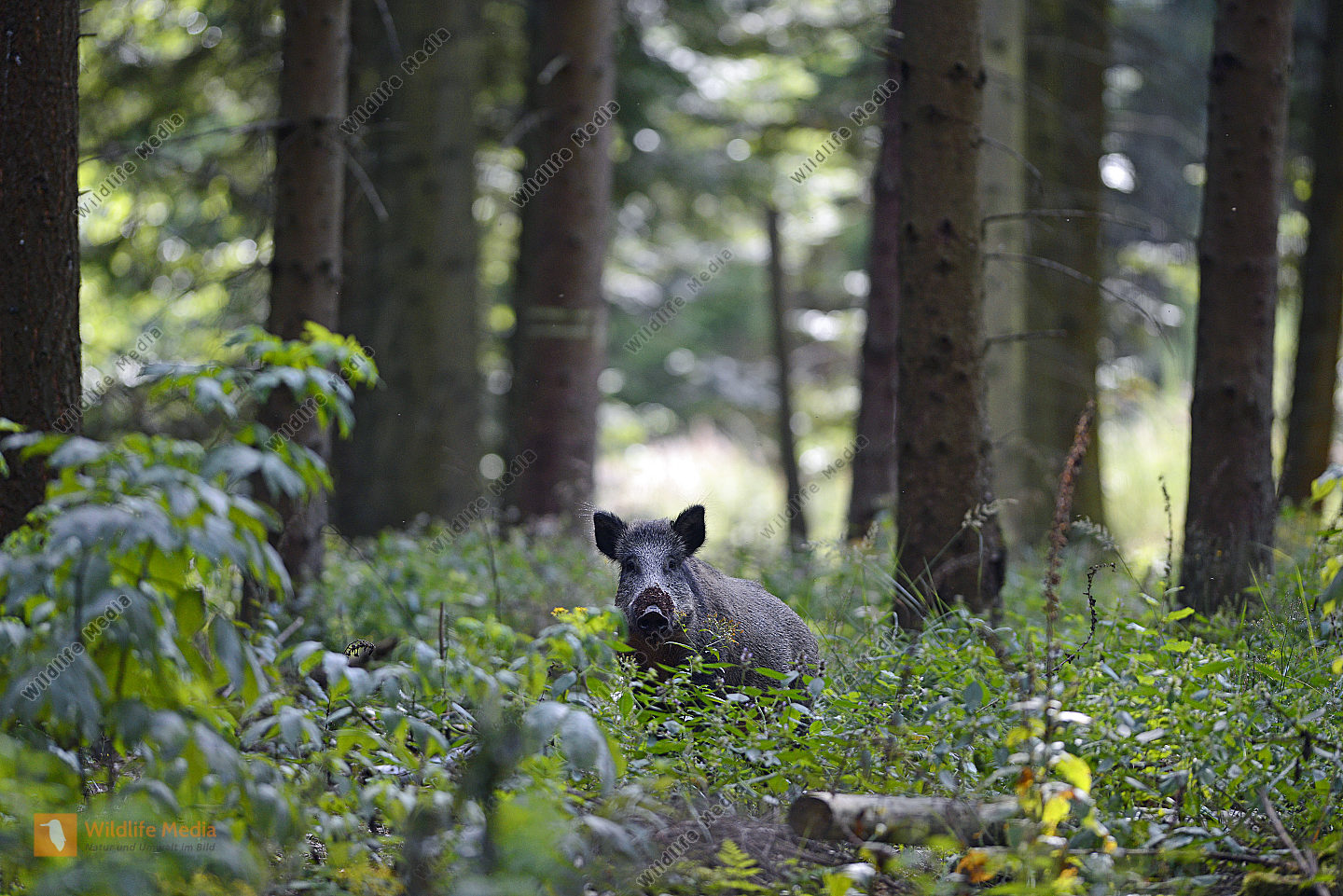 Wildschwein Sus scrofa im Wald