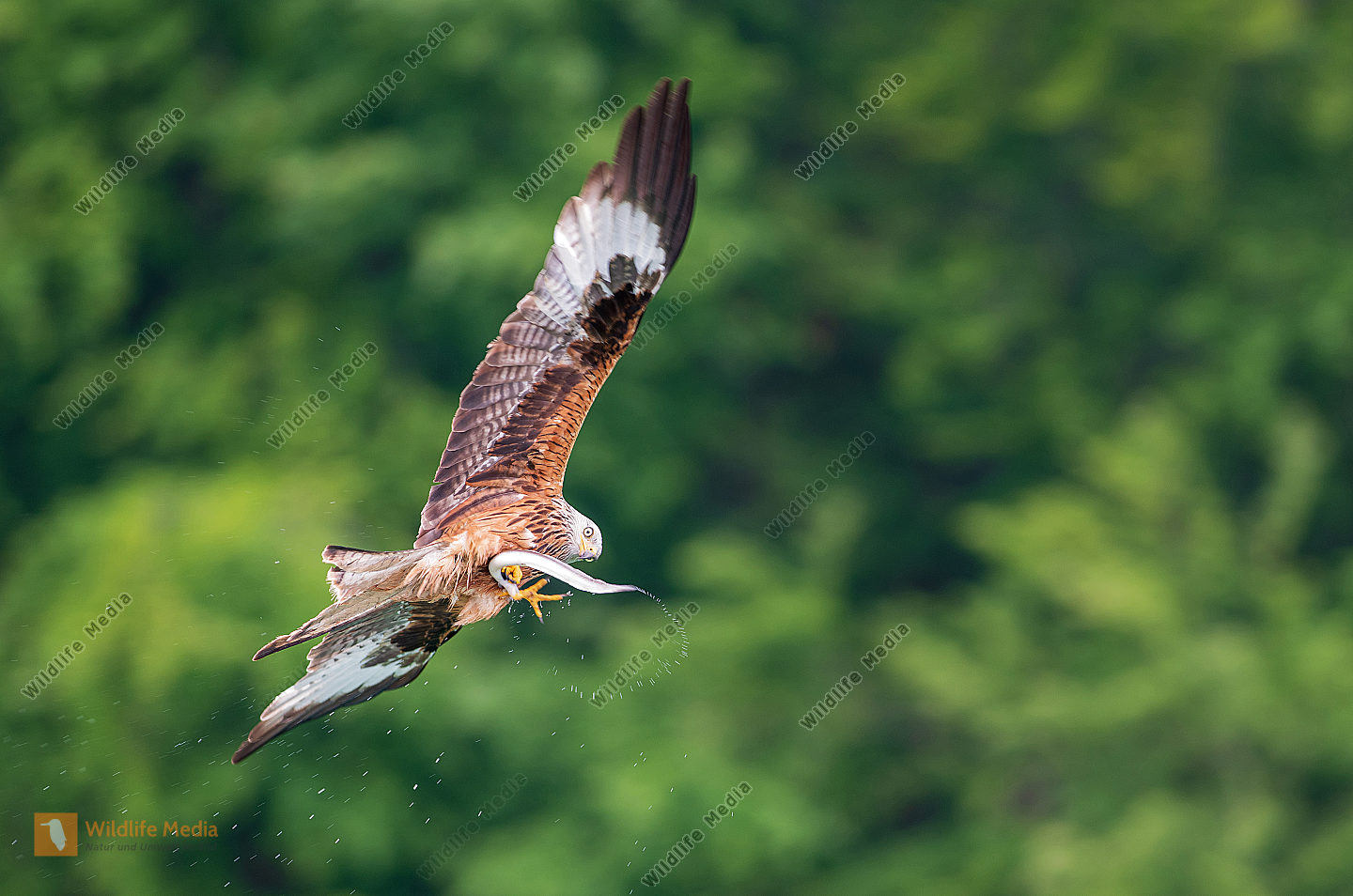 Fliegender Rotmilan Milvus milvus mit Beute