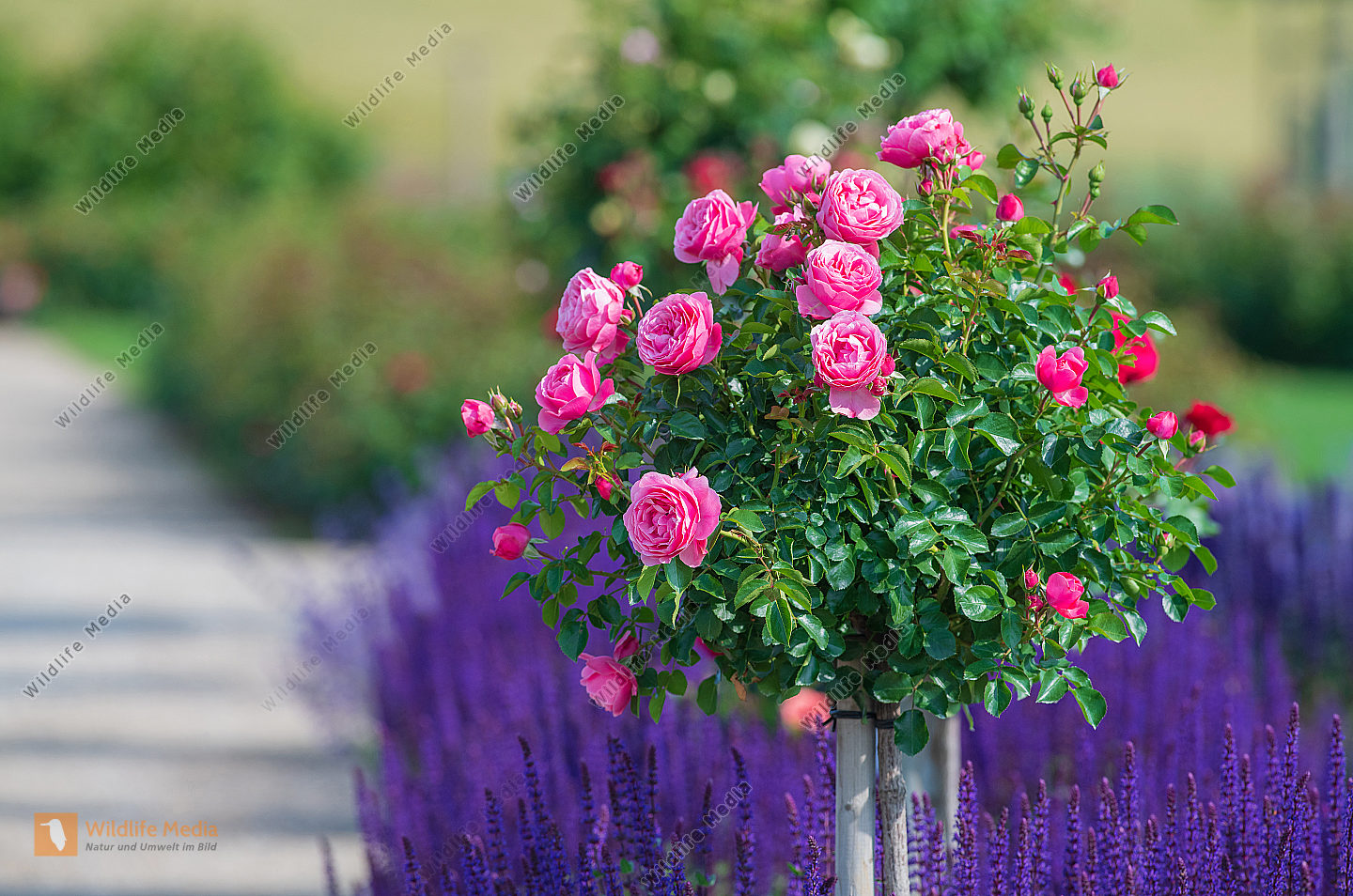 Rosenstock Rosa mit Lavendel Lavandula