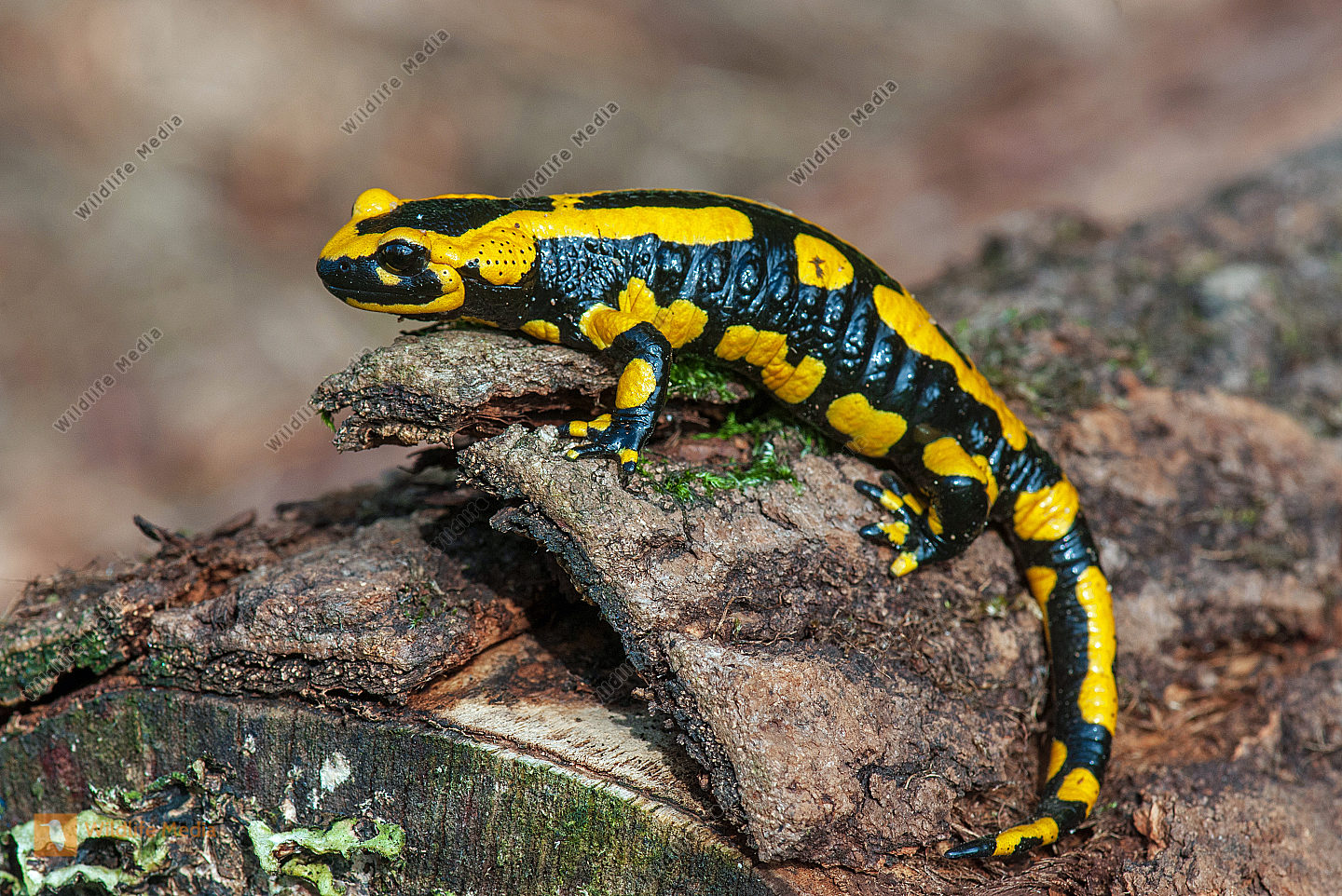 Feuersalamander Salamandra salamandra auf einem Baumstamm