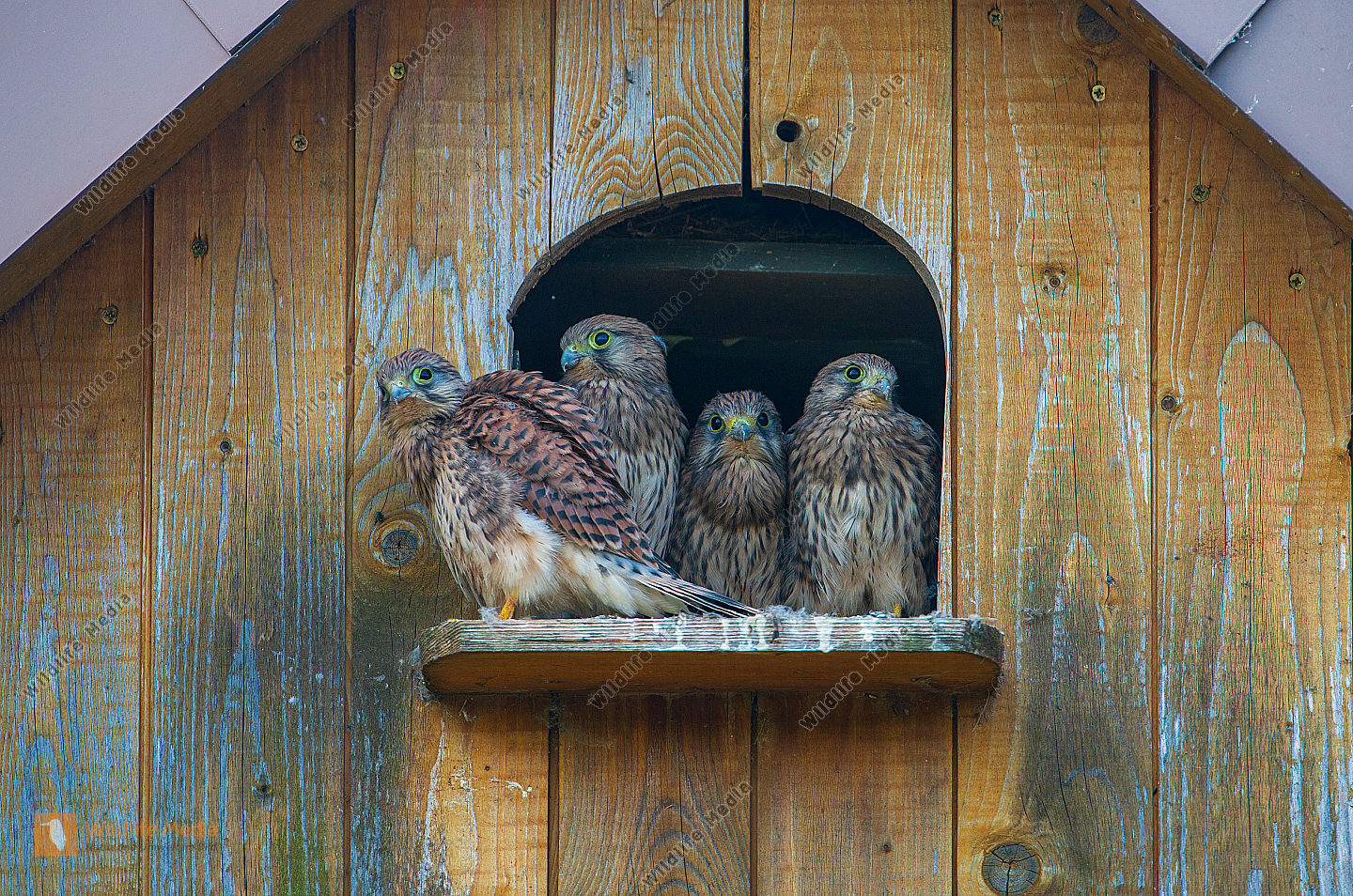 Junge Turmfalken Falco tinnunculus