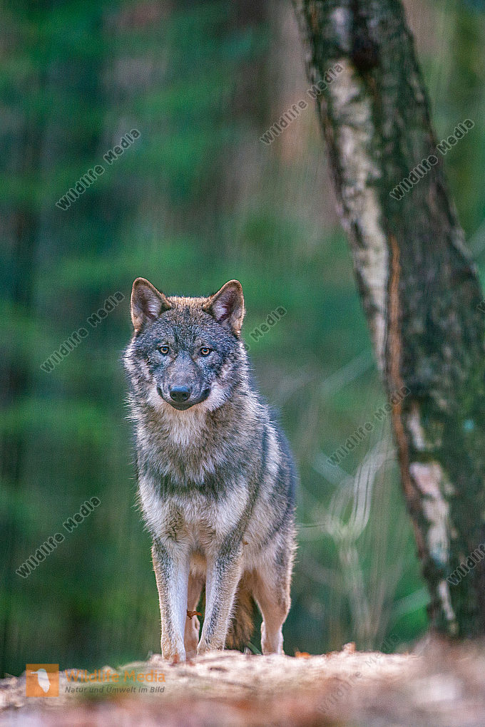 Europäischer Wolf Canis lupus