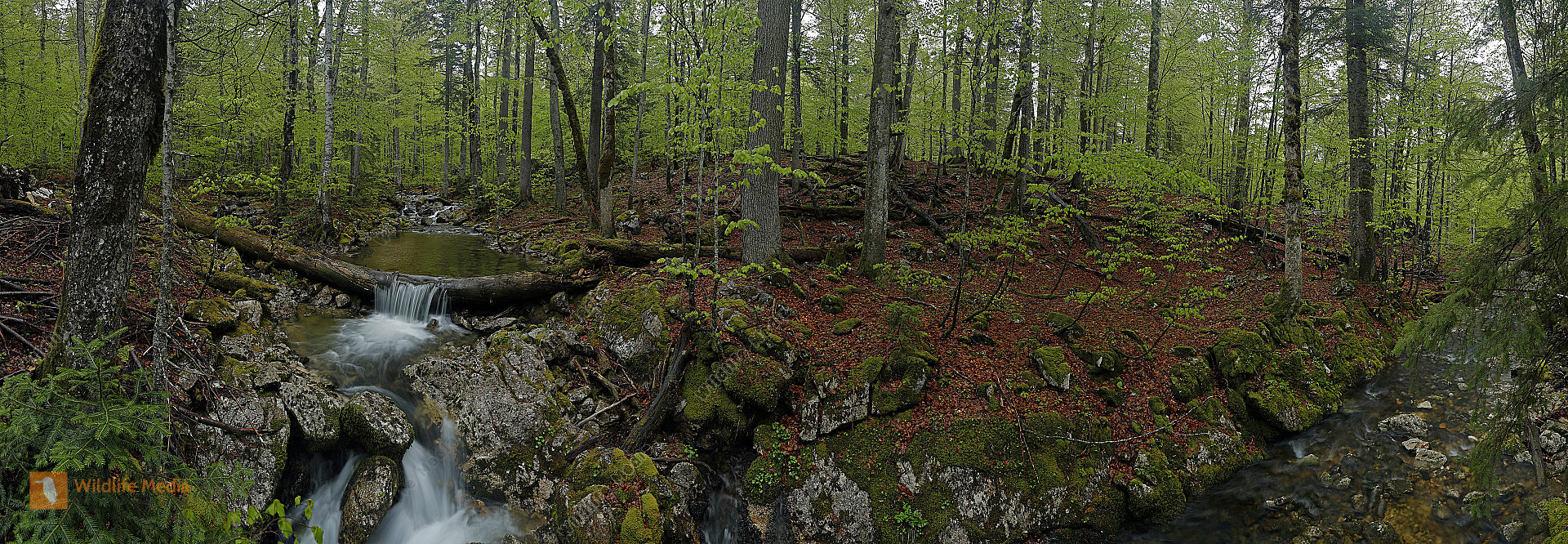 Europäischer Primärurwald im Frühling Panorama
