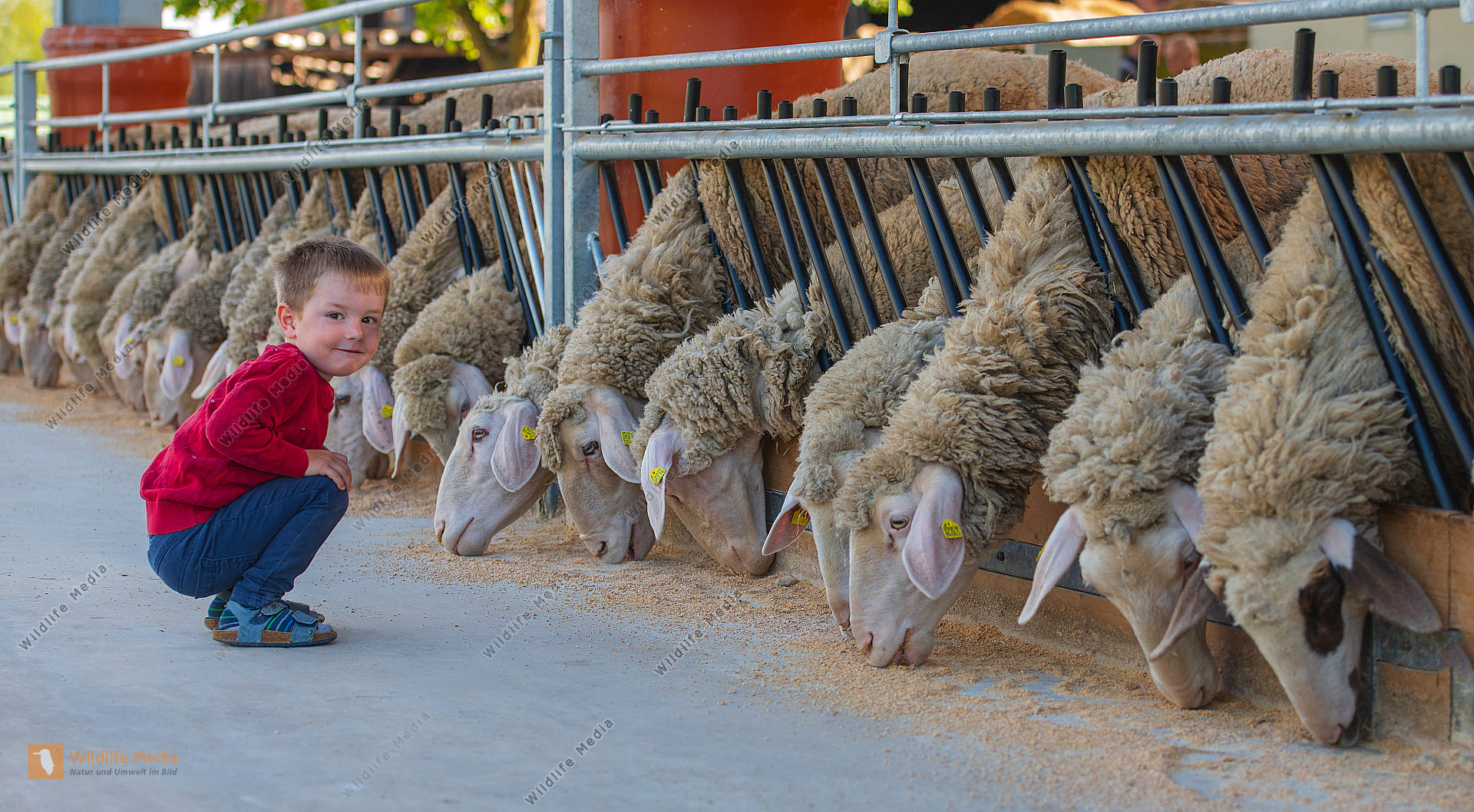 Fütterung der Schafe