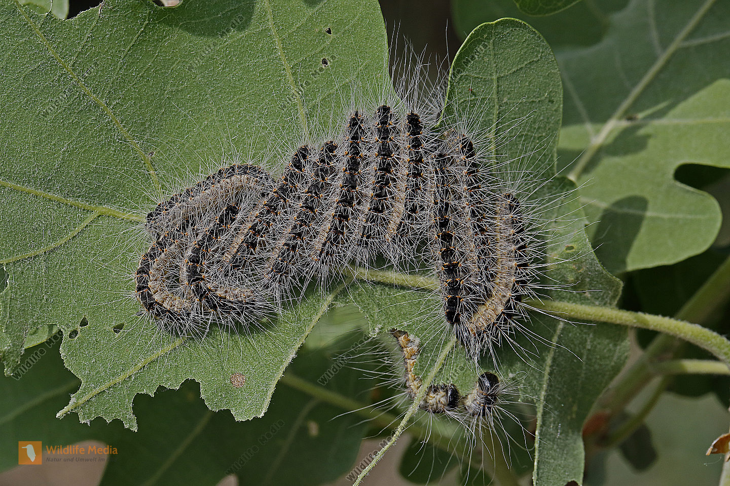 Eichen Prozessionsspinner Jungraupen Bild Bestellen Naturbilder Bei 