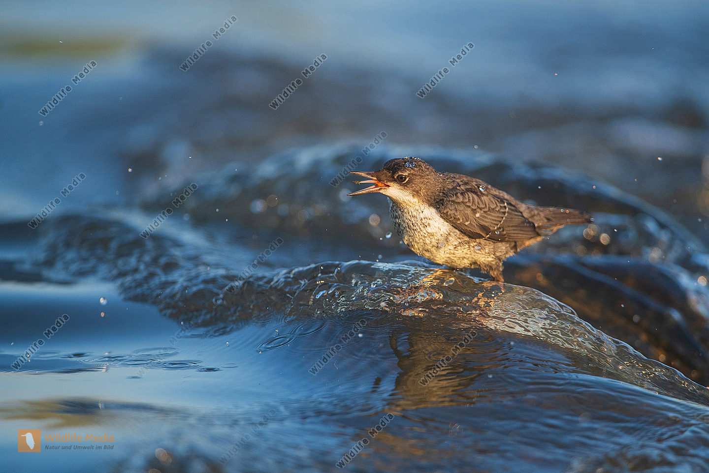 Wasseramsel Jungvogel