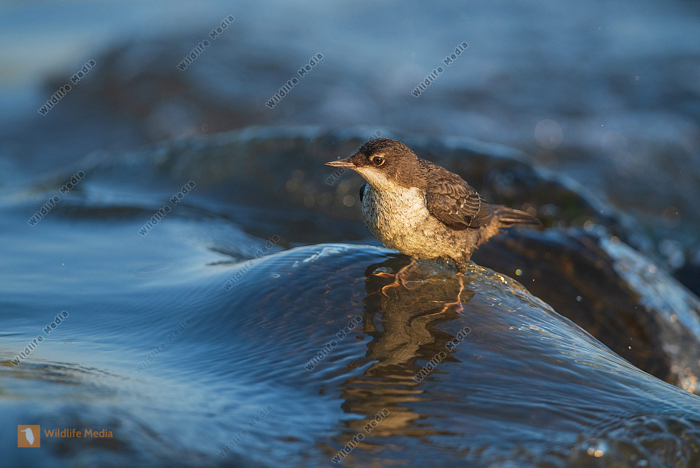 Wasseramsel Jungvogel