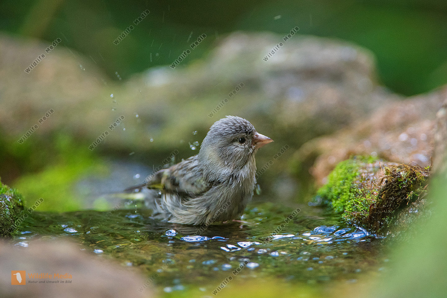 Grünfink Jungvogel beim Bad