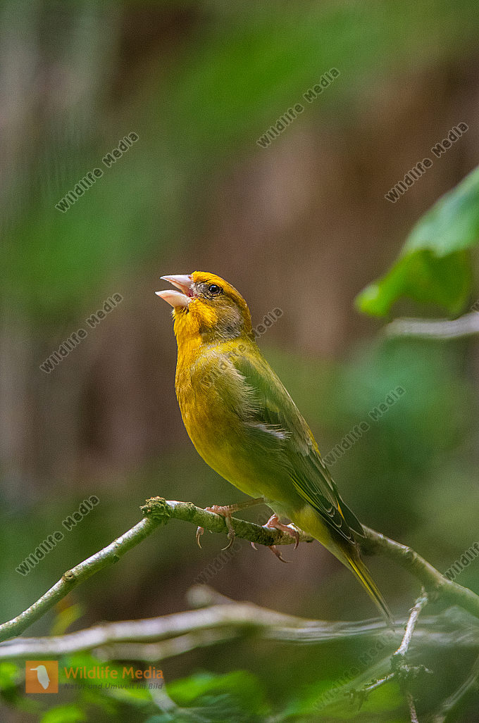 Grünfink Männchen beim Gesang