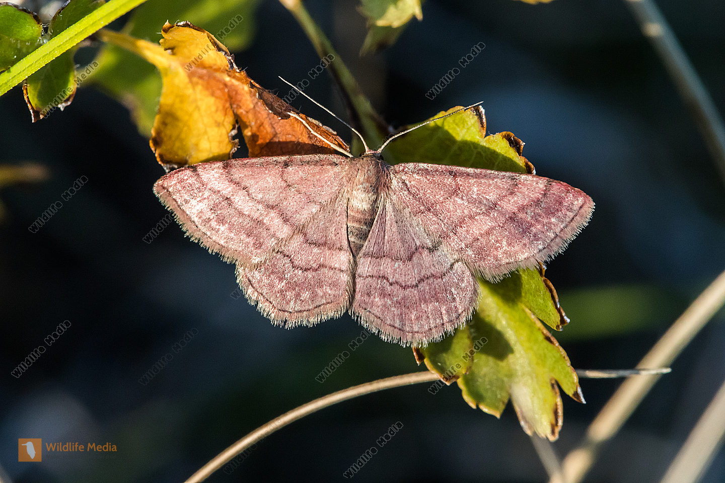 Ein ruhender Violettroter Kleinspanner mit aufgespannten Flügeln