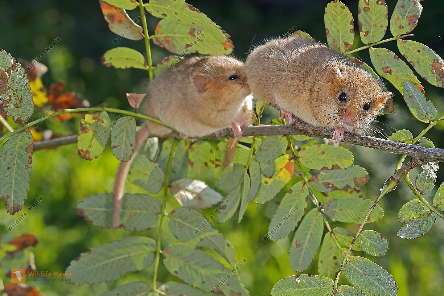 Haselmaus Bild Bestellen Naturbilder Bei Wildlife Media
