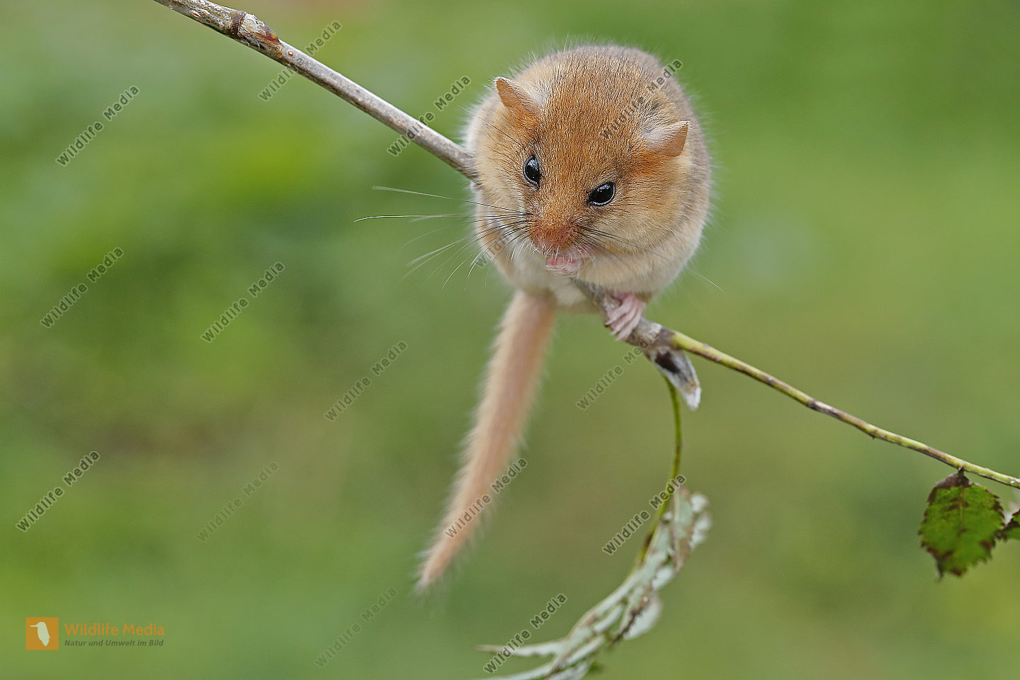 Haselmaus Bild Bestellen Naturbilder Bei Wildlife Media