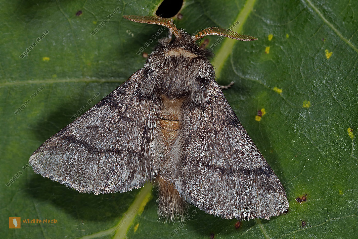 Eichen Prozessionsspinner Raupen Bild Bestellen Naturbilder Bei 