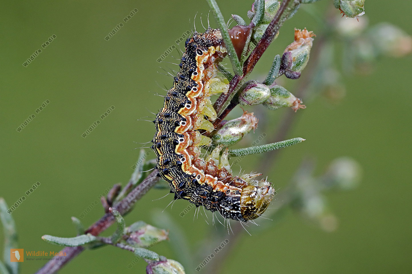 Beifuß-Blüteneule halberwachsene Raupe