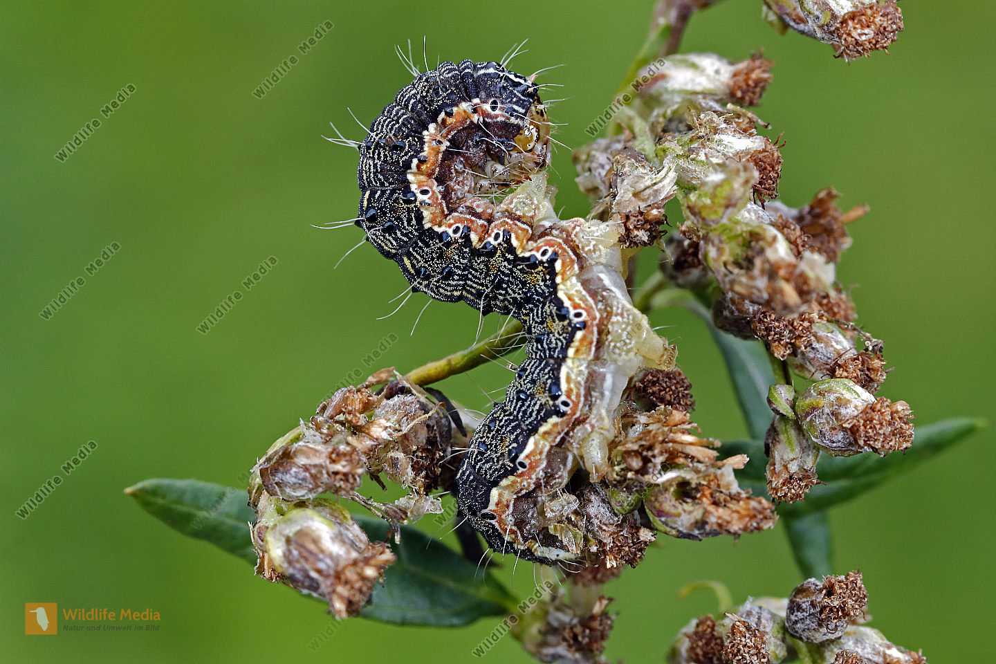Beifuß-Blüteneule halberwachsene Raupe