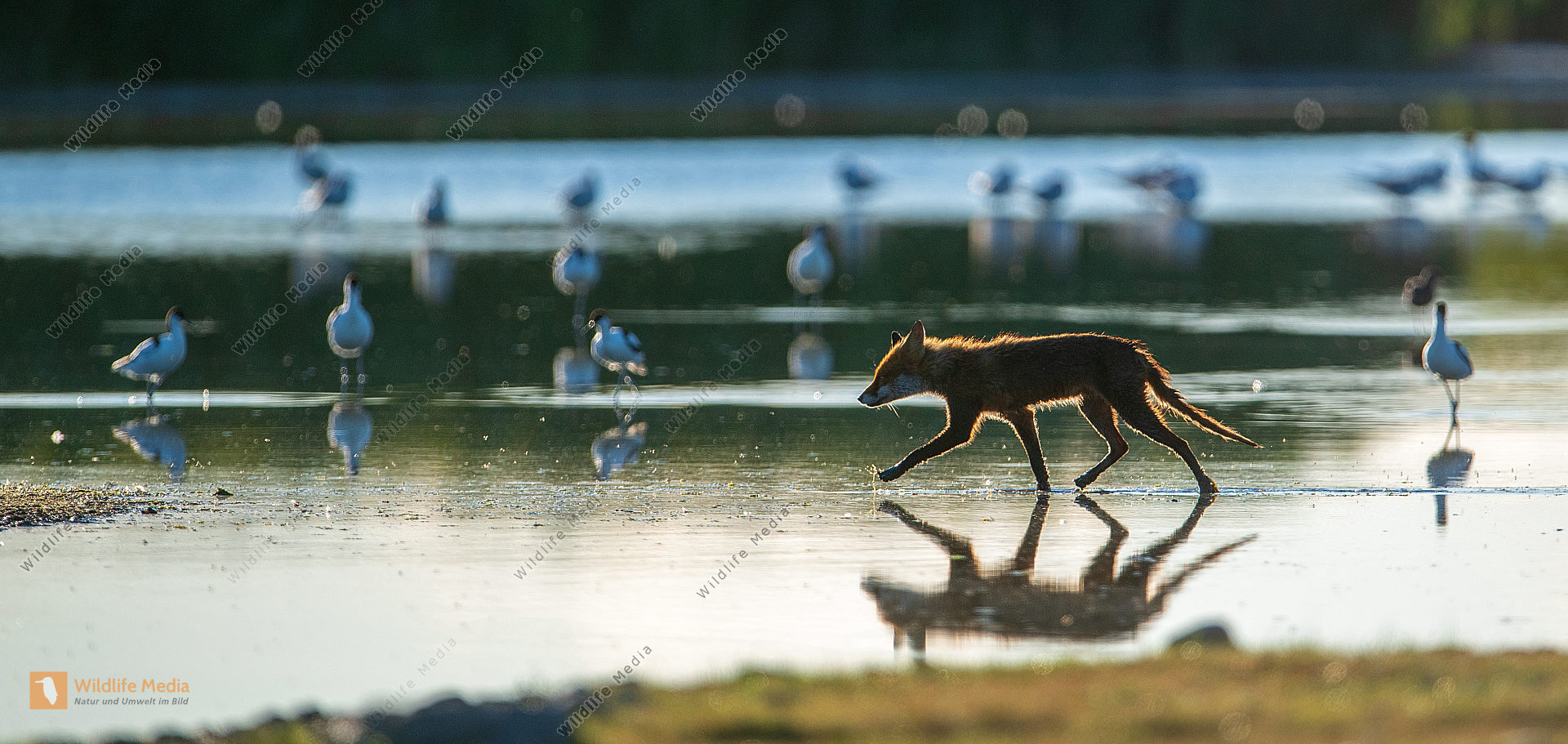 Fuchs im Flachwasser