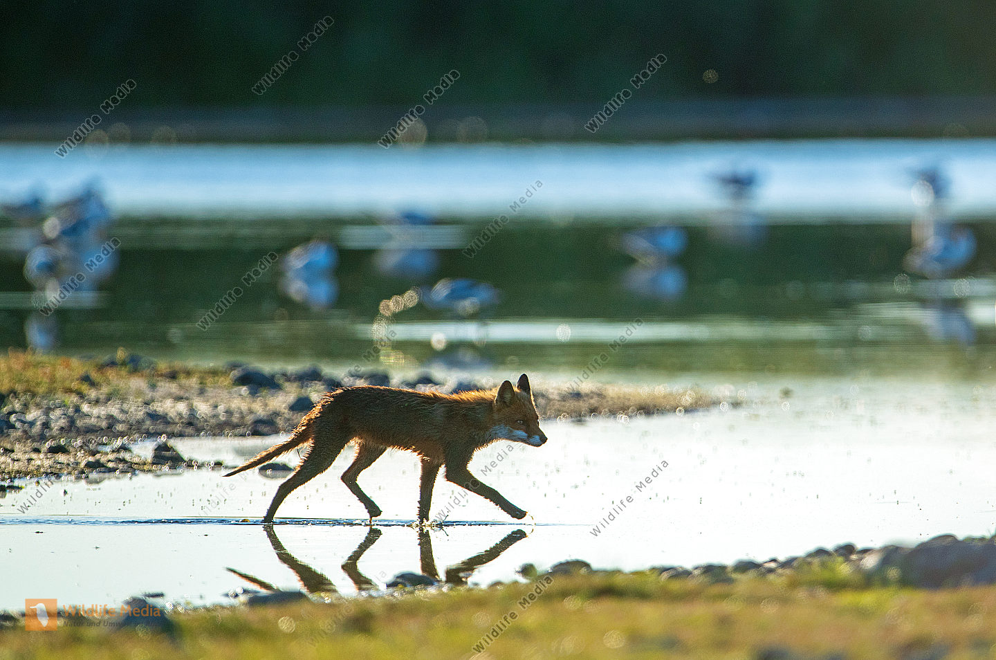 Fuchs im Flachwasser