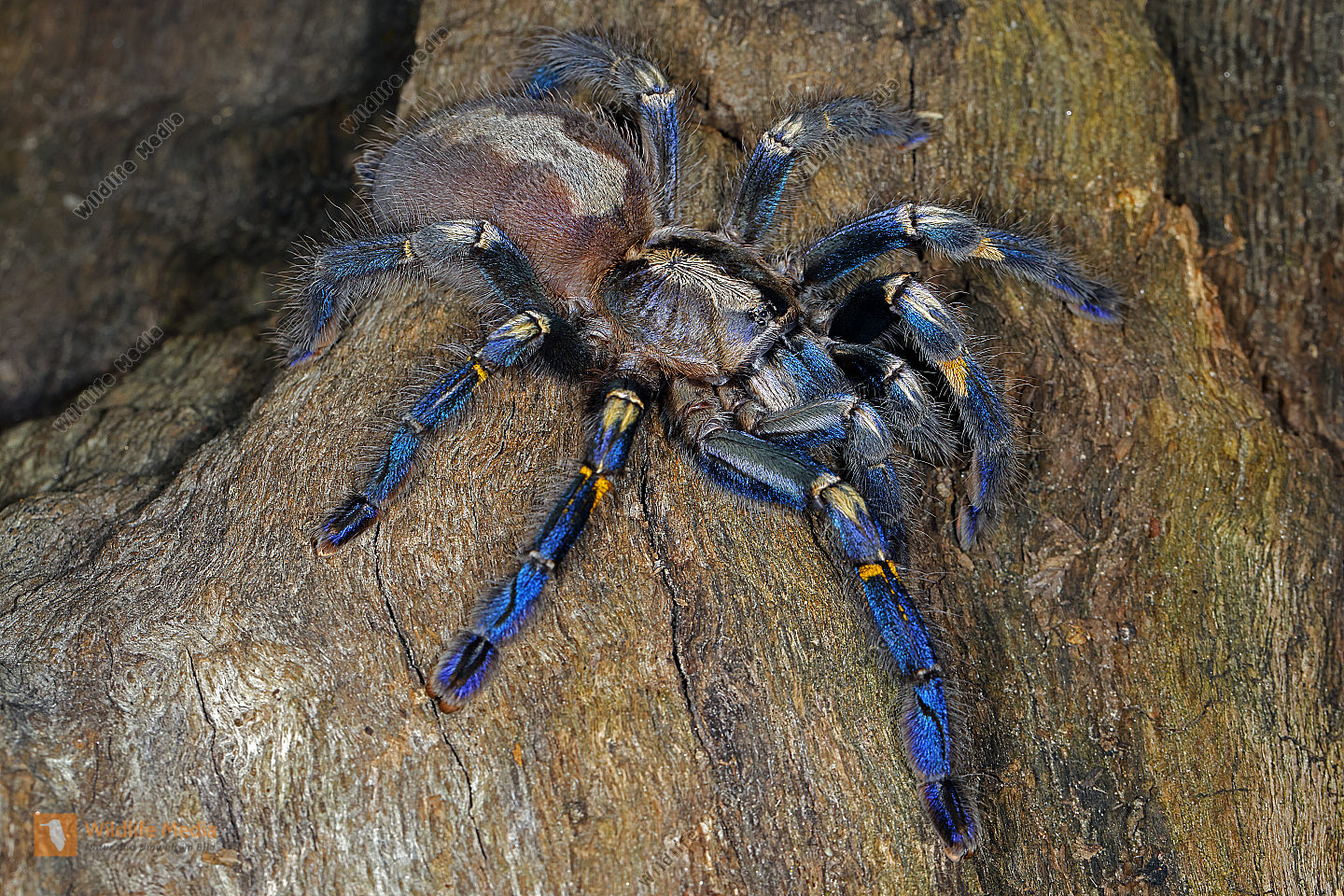 Blaue Ornament-Vogelspinne Weibchen