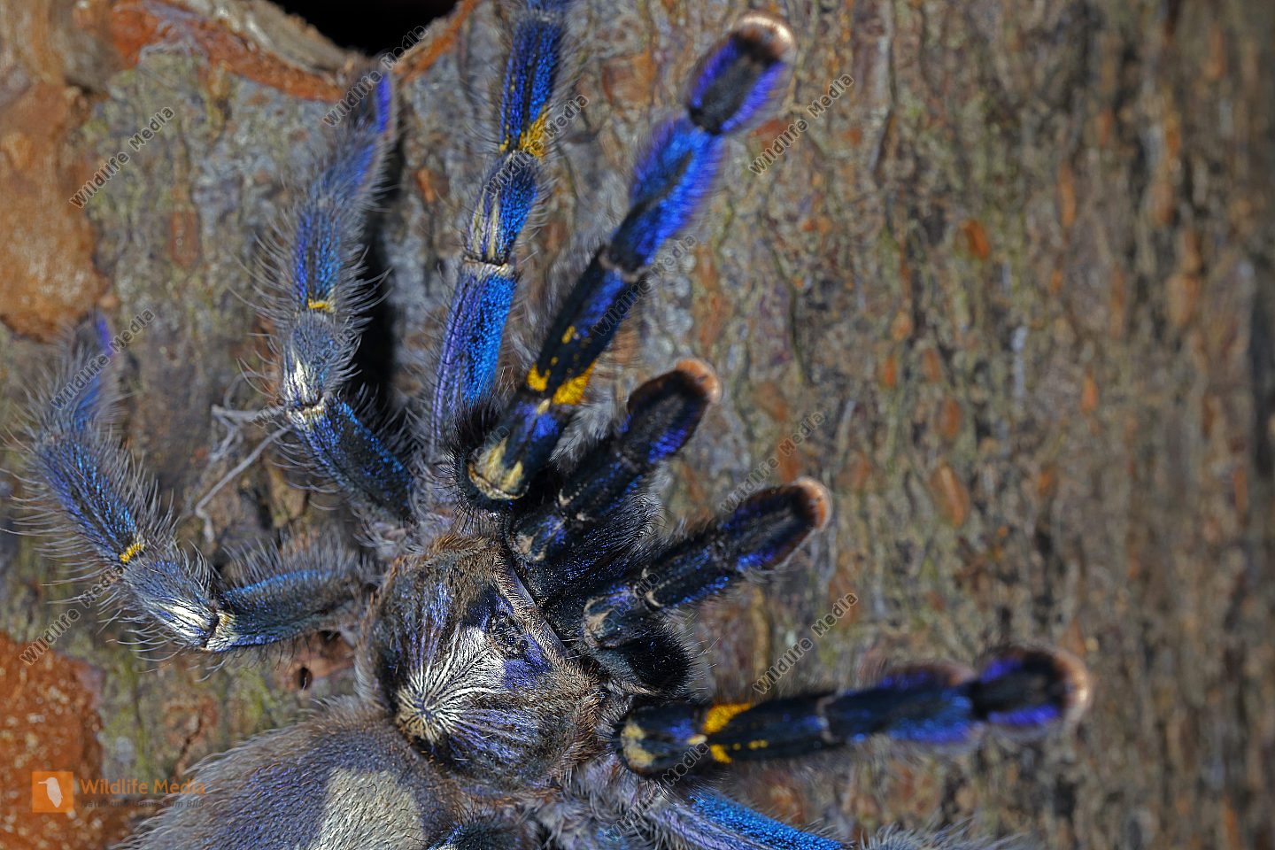 Blaue Ornament-Vogelspinne Weibchen