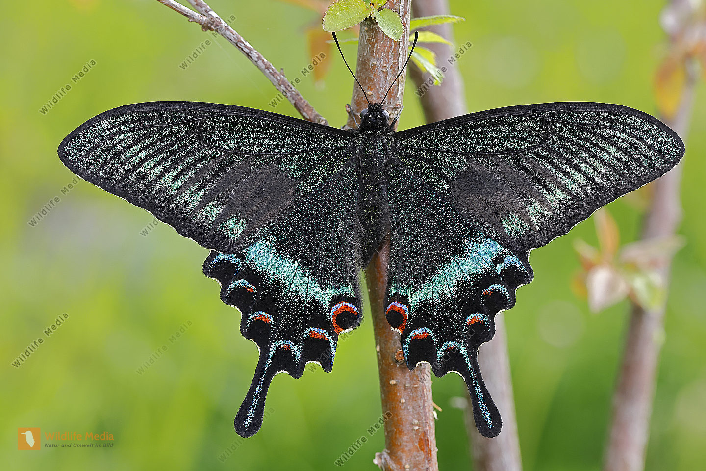 Schwalbenschwanz Papilio maackii Männchen