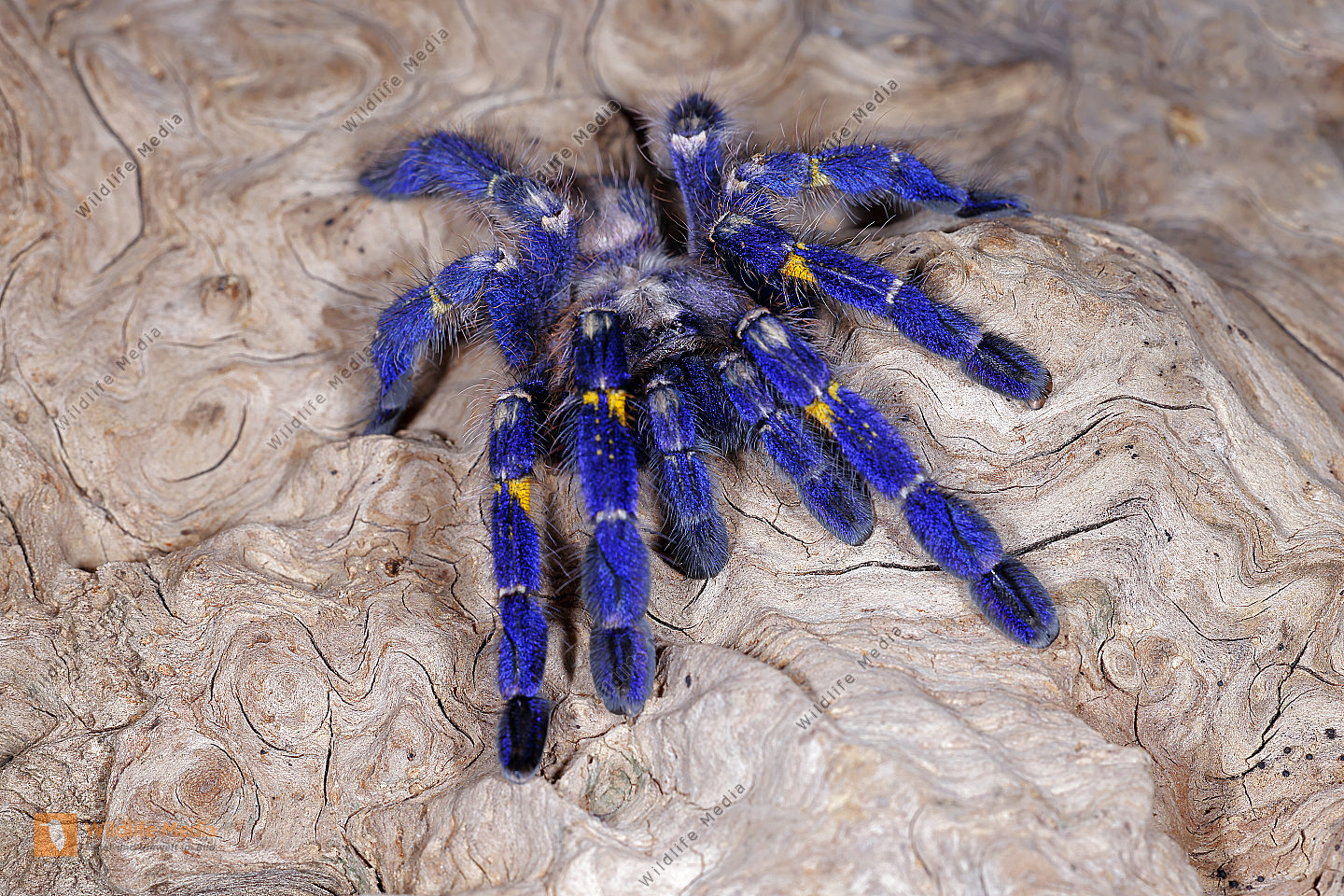 Blaue Ornament-Vogelspinne Männchen