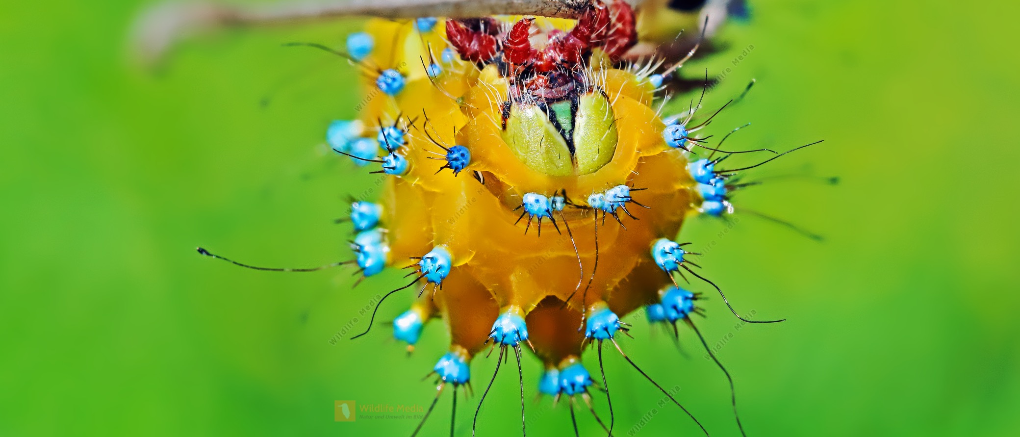 Wildlife Media Bildagentur