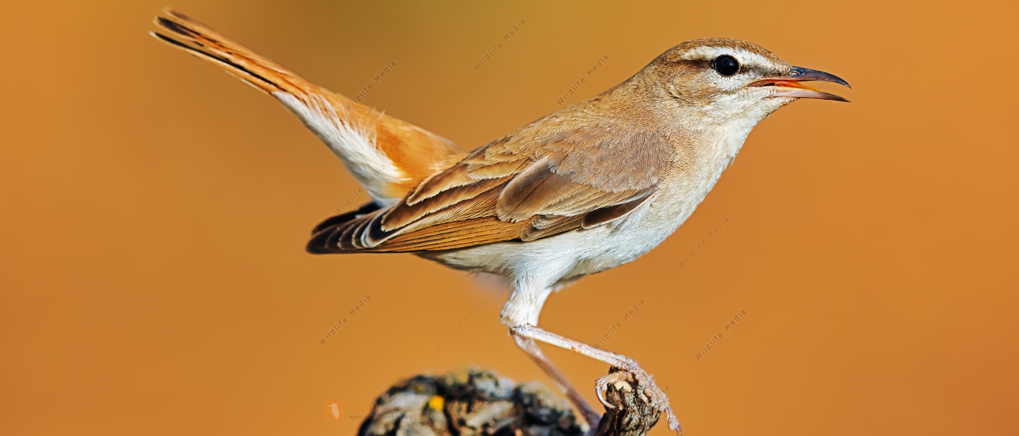 Wildlife Media Bildagentur